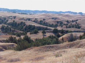 Pines,Ridges
